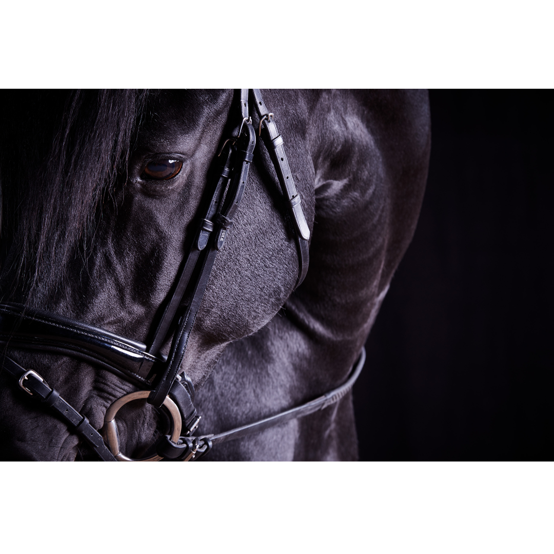 LORI ADAMSKI-PEEK "Horses"
