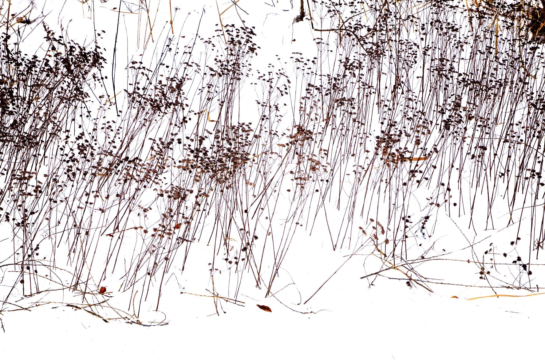 ANDRE BARANOWSKI: Garden Wild XV (limited edition print)