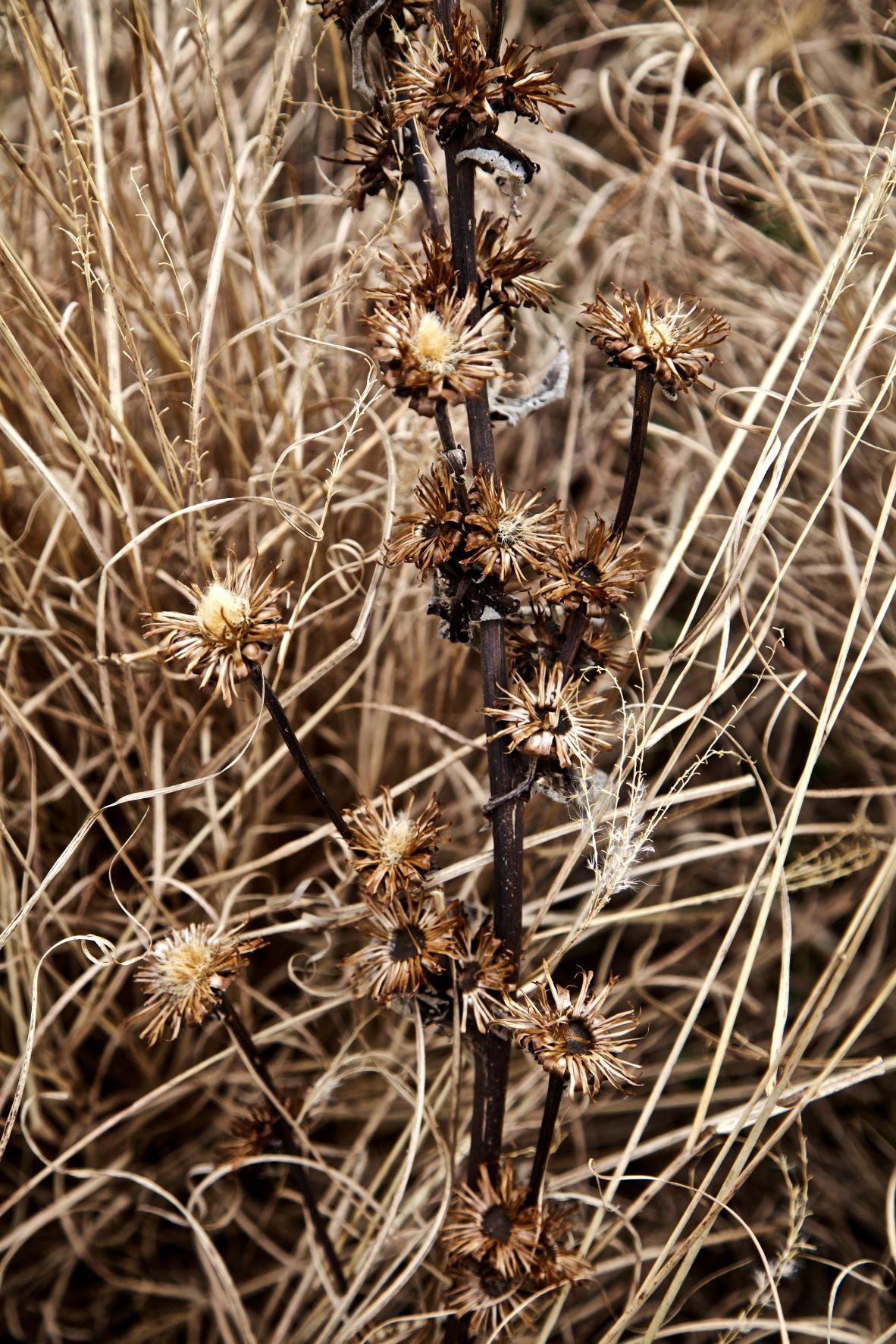 ANDRE BARANOWSKI: Garden Wild XVI (limited edition print)