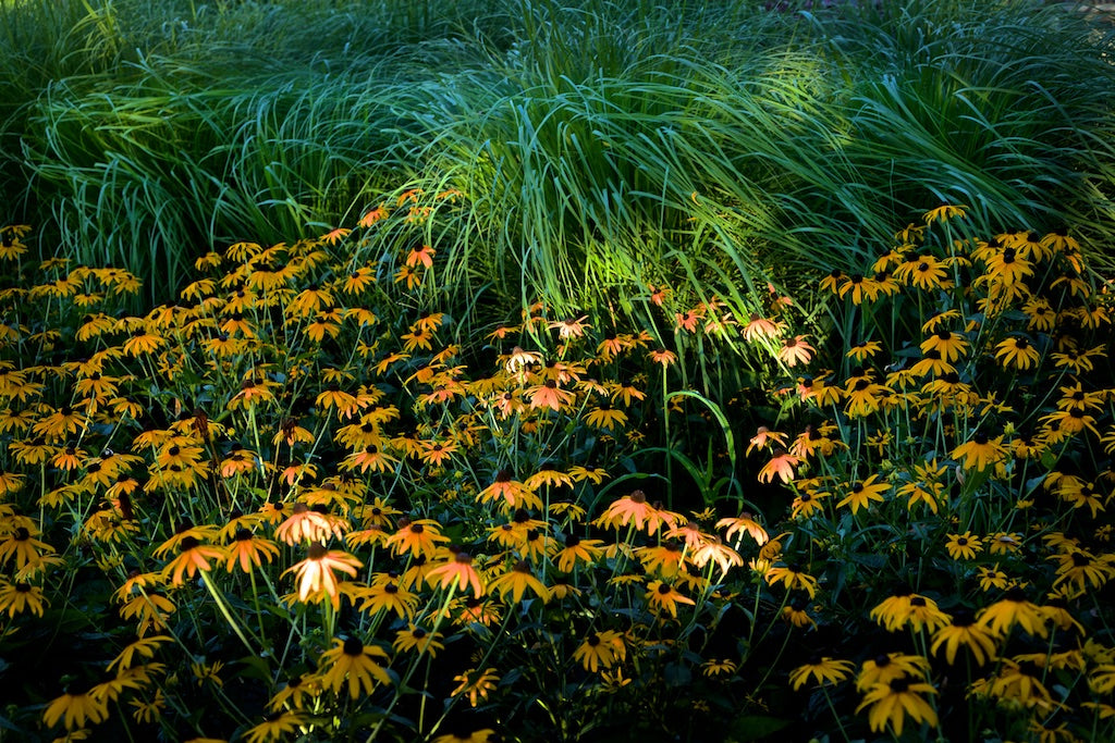 ANDRE BARANOWSKI: Garden Wild VI (limited edition print)