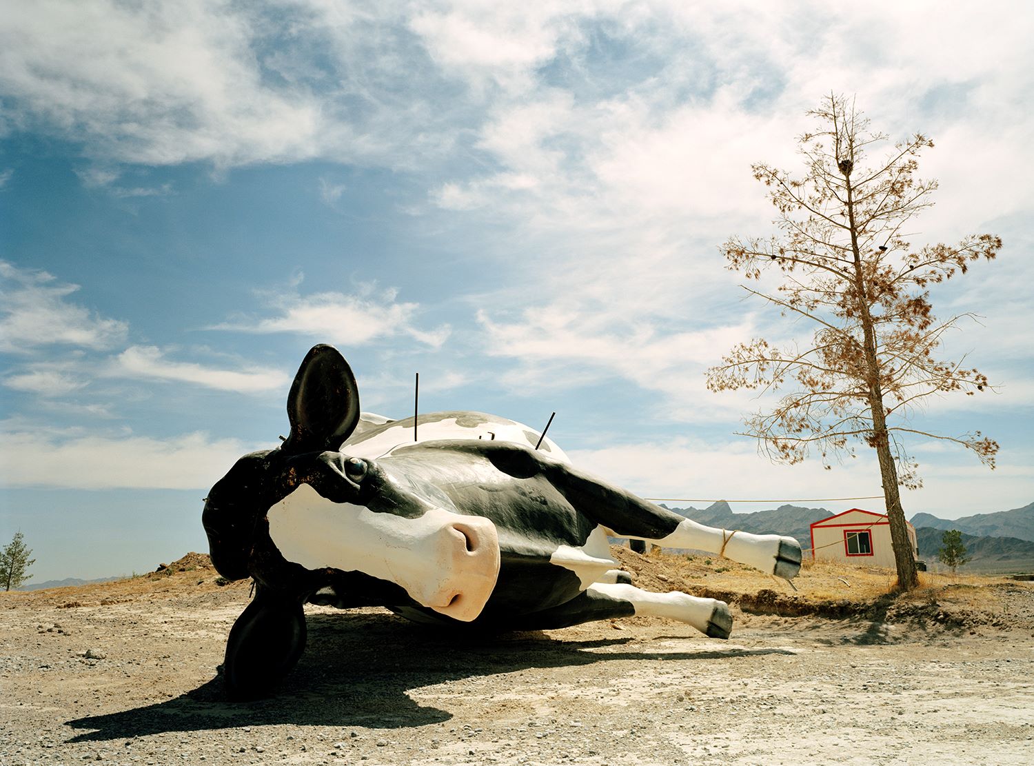 JIMMY & DENA KATZ: Cow by the side of the road (fine art print)