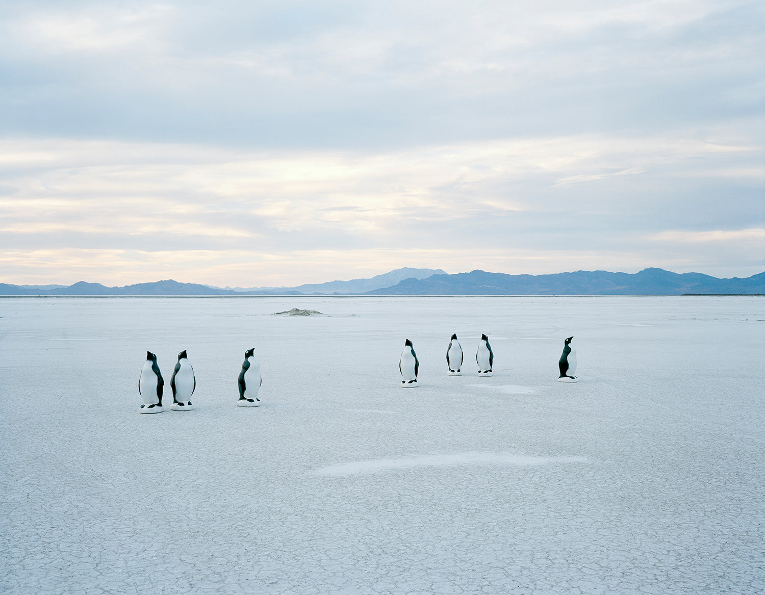 JIMMY & DENA KATZ: Penguins on Salt (fine art print)