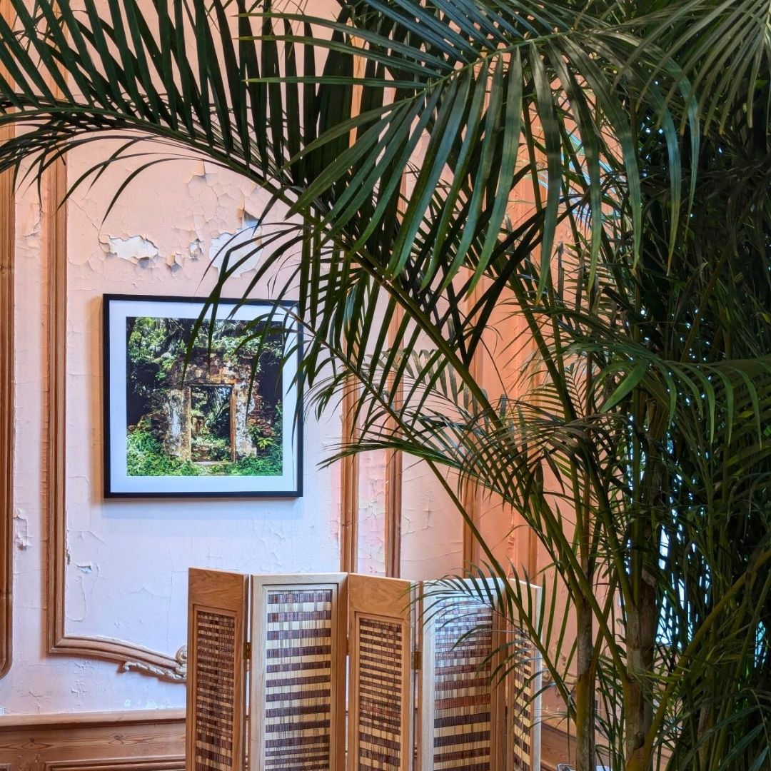 Indoor setting with a plant, framed artwork on the wall, and wooden shutters.