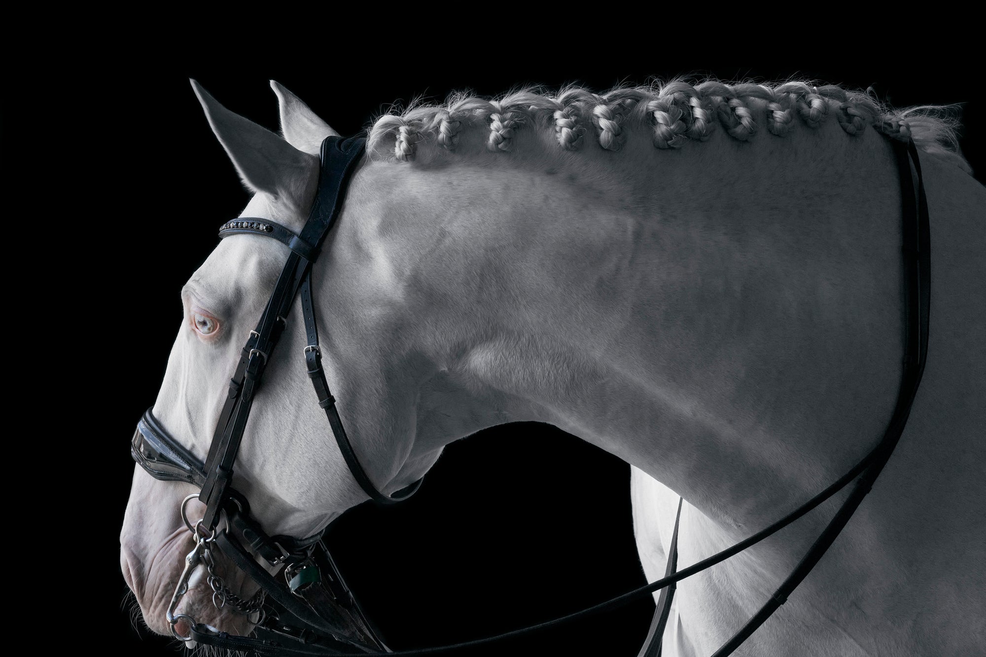LORI ADAMSKI-PEEK: White Horse V (limited edition print)