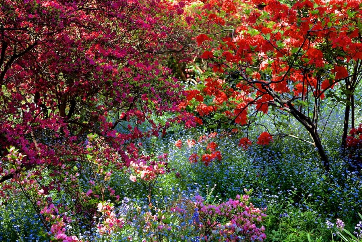 ANDRE BARANOWSKI "Garden Wild"