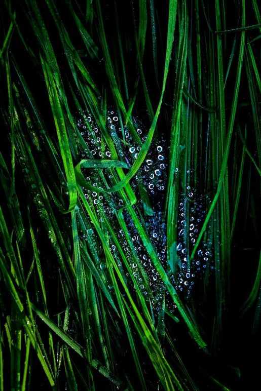 ANDRE BARANOWSKI: Garden Wild XII (limited edition print) - Aurelie's Gallery