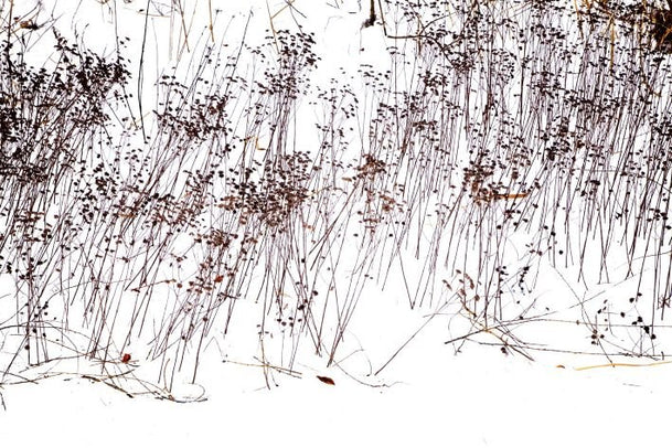 ANDRE BARANOWSKI: Garden Wild XV (limited edition print) - Aurelie's Gallery