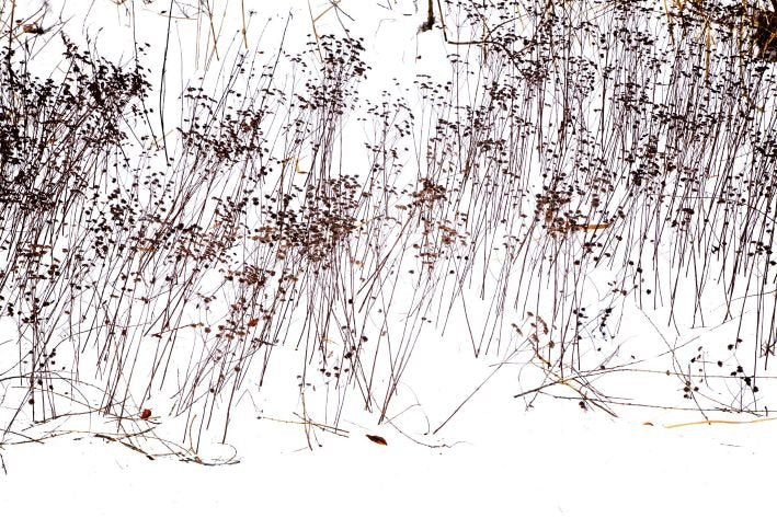 ANDRE BARANOWSKI: Garden Wild XV (limited edition print) - Aurelie's Gallery