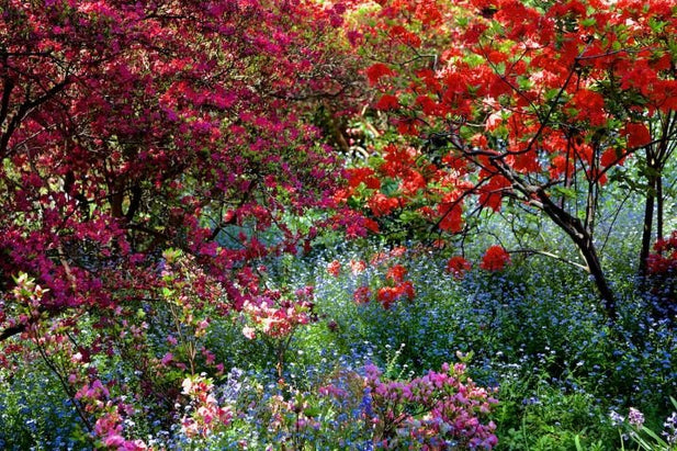 ANDRE BARANOWSKI: Garden Wild II (limited edition print) - Aurelie's Gallery