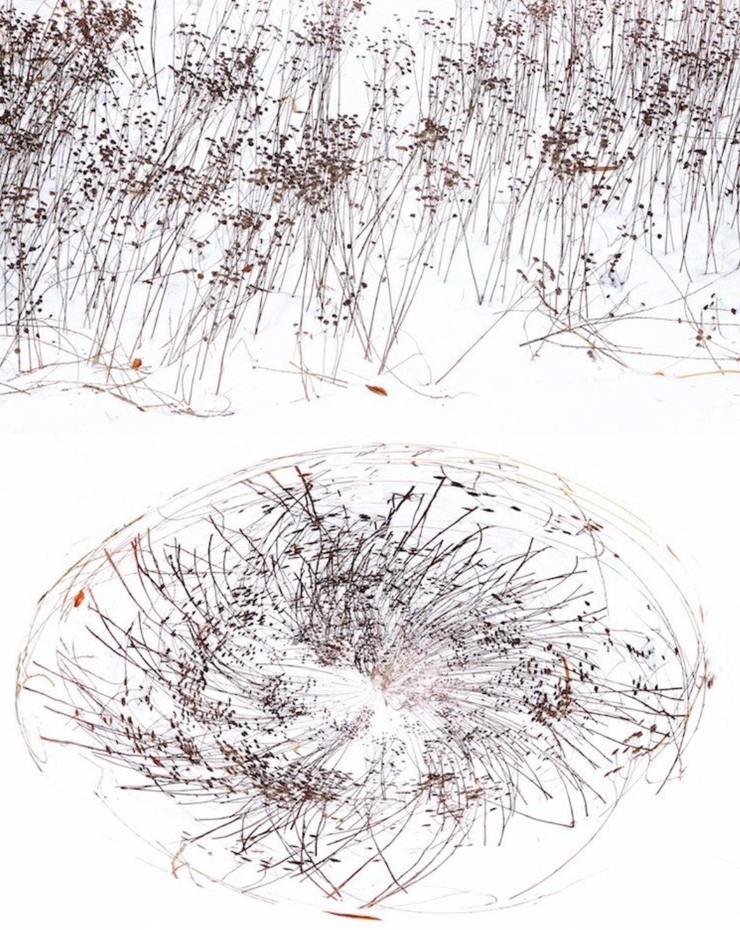 ANDRE BARANOWSKI: Garden Wild XVII (limited edition print) - Aurelie's Gallery