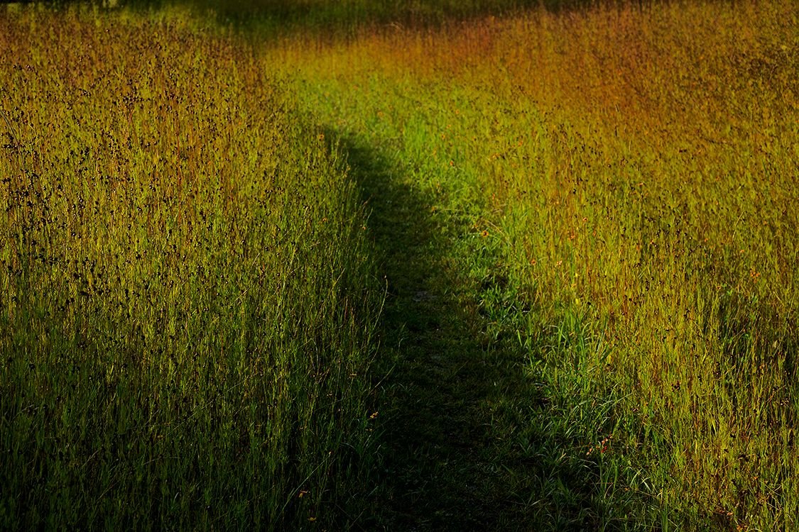 ANDRE BARANOWSKI: Garden Wild XIX (limited edition print) - Aurelie's Gallery