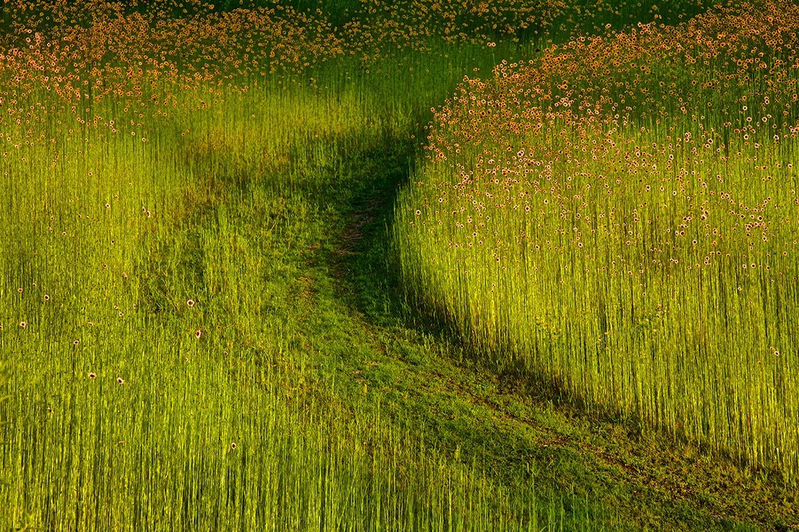 ANDRE BARANOWSKI: Garden Wild XXI (limited edition print) - Aurelie's Gallery