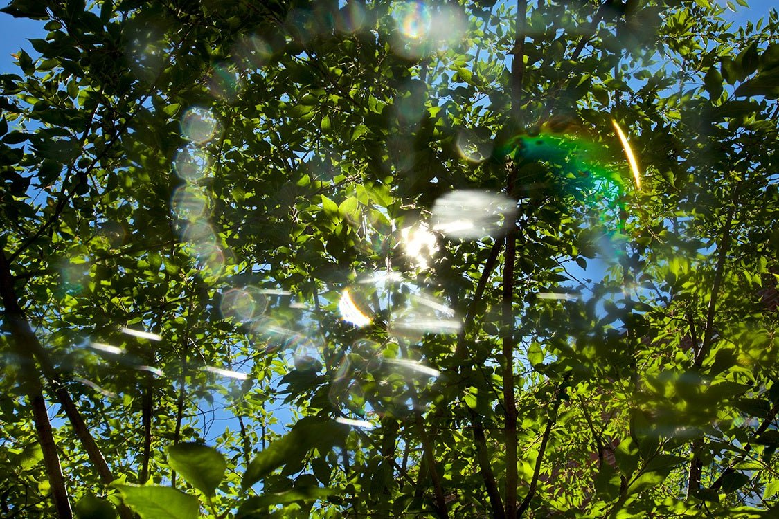 ANDRE BARANOWSKI: Garden Wild XXII (limited edition print) - Aurelie's Gallery