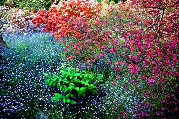 ANDRE BARANOWSKI: Garden Wild IV (limited edition print) - Aurelie's Gallery