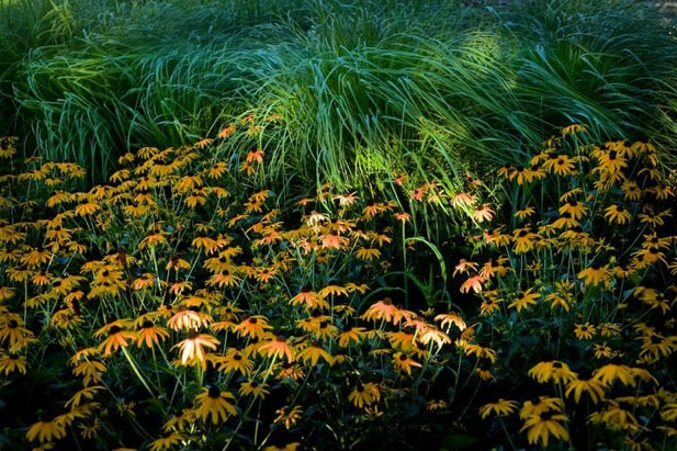 A field of tall green grass and yellow flowers with patches of sun rays hitting it.