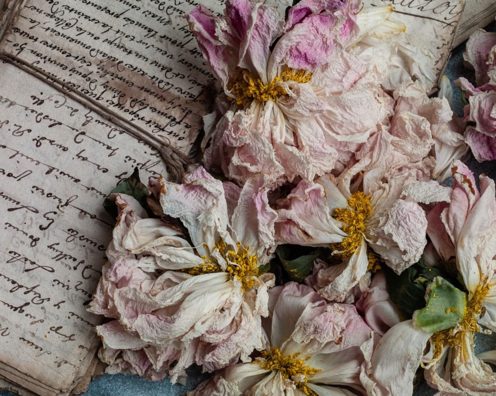 JOANNA MACLENNAN: Dried Peonies (limited edition print) - Aurelie's Gallery