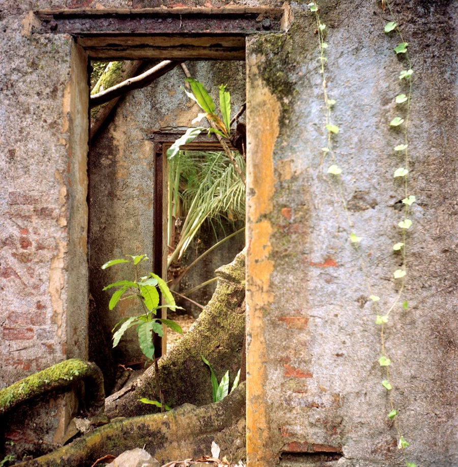 Ruins of an old building with overgrown plants and moss.