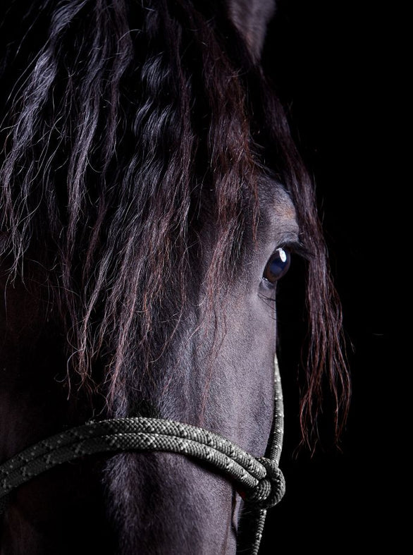 LORI ADAMSKI-PEEK: Black Horse II (limited edition print) - Aurelie's Gallery