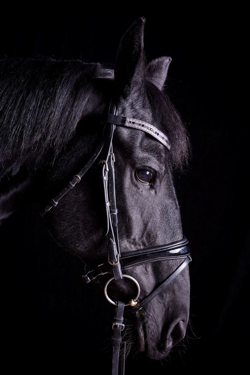 LORI ADAMSKI-PEEK: Black Horse VII (limited edition print) - Aurelie's Gallery