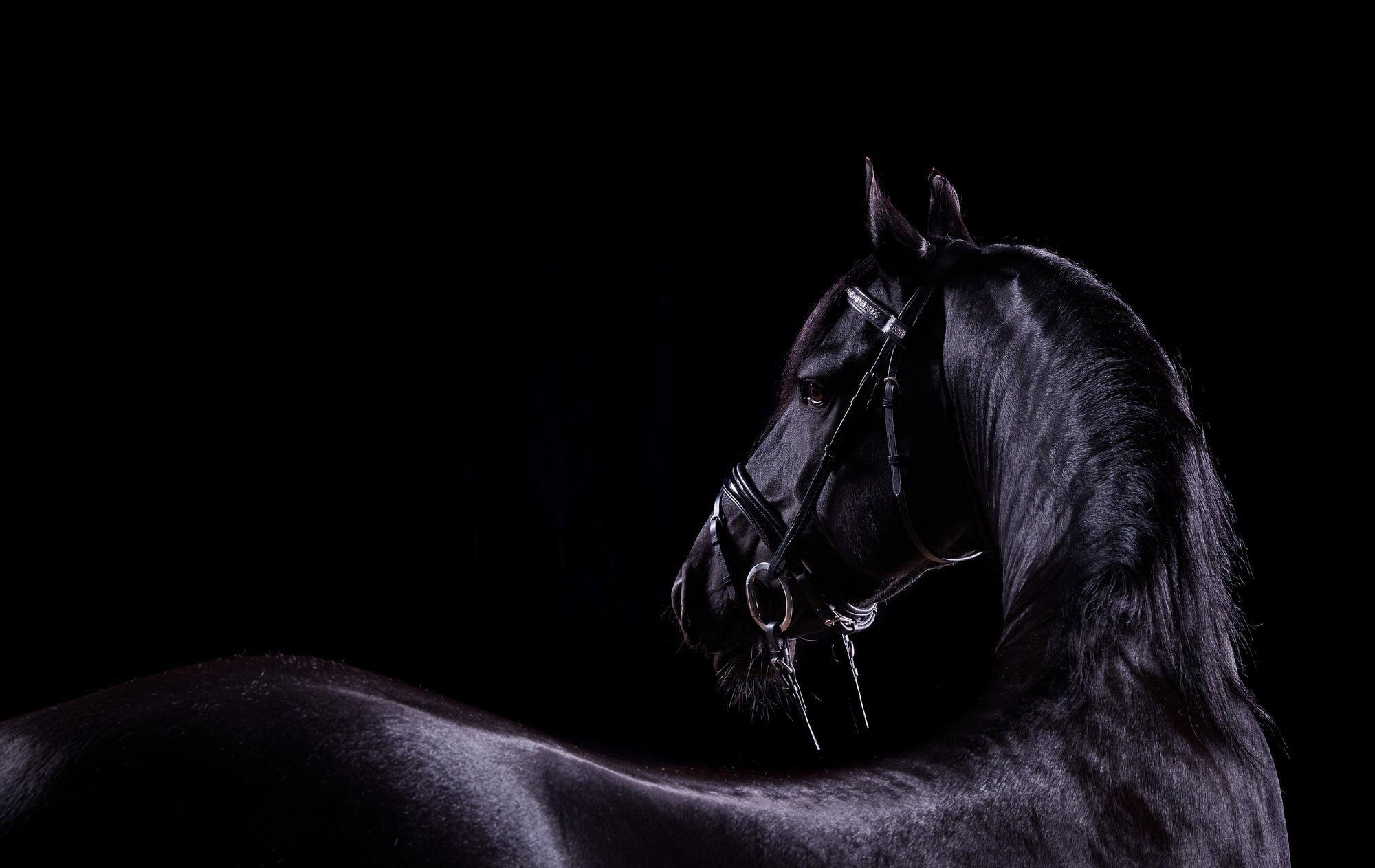 Black horse with a bridle on a black background