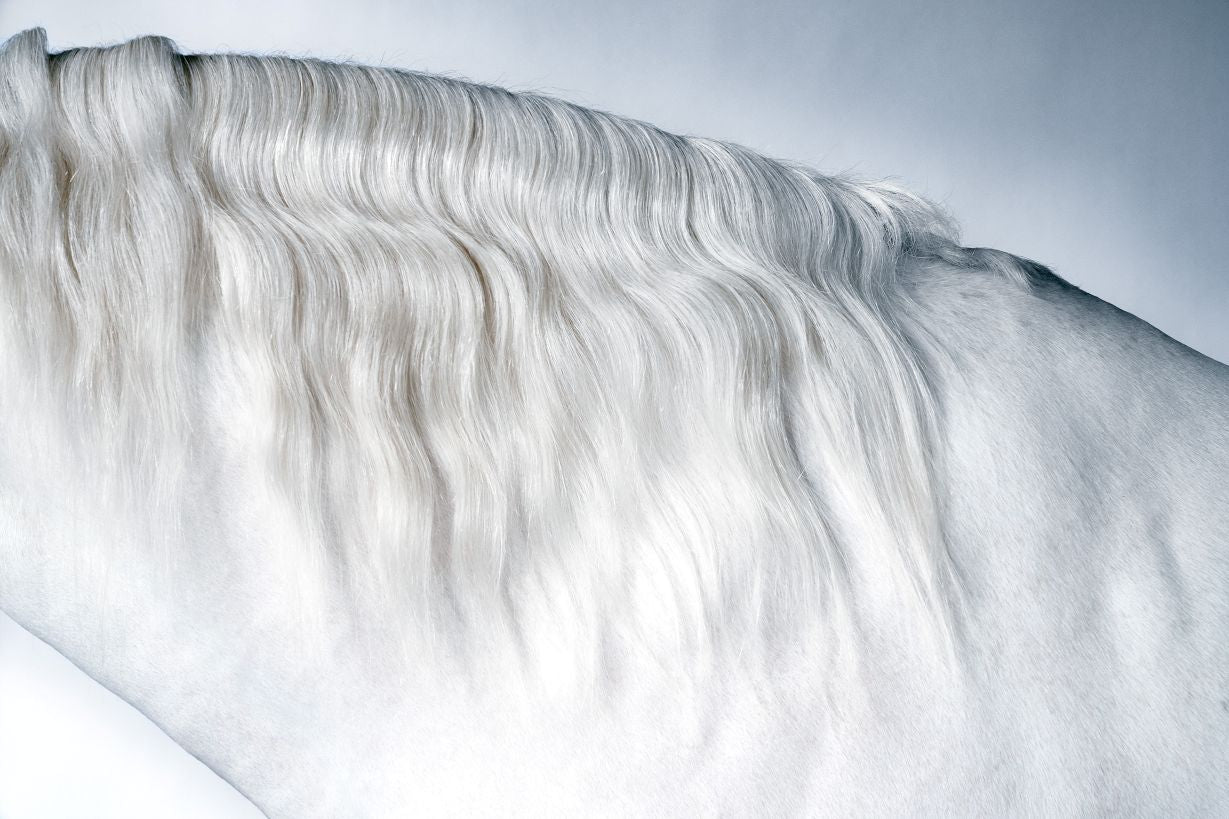 LORI ADAMSKI-PEEK: White Horse II (limited edition print) - Aurelie's Gallery