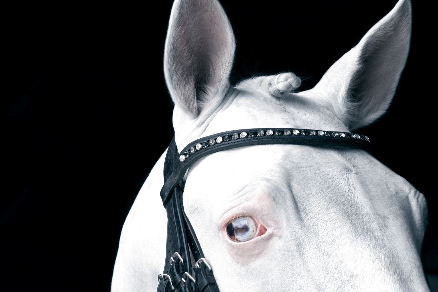 LORI ADAMSKI-PEEK: White Horse III (limited edition print) - Aurelie's Gallery