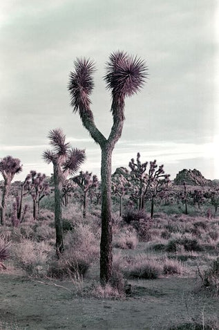 Desert landscape with Joshua trees under a cloudy sky
