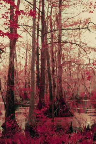 Swamp scene with red-leafed trees and water in the foreground