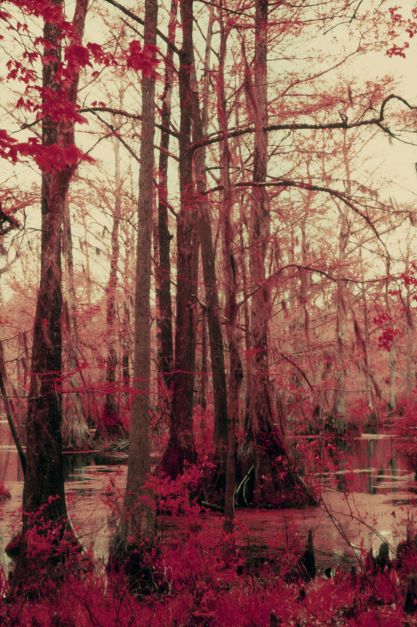 Swamp scene with red-leafed trees and water in the foreground