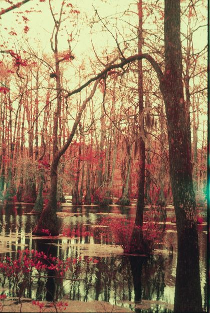 Misty swamp scene with bare trees and water