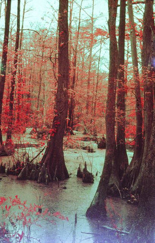 View of a swamp with trees and ground covered in red and green foliage