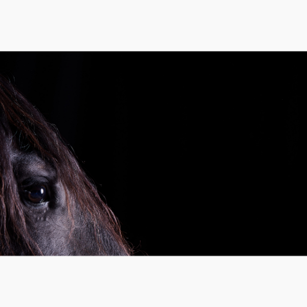 Close up of a black horse's profile, photographed against a black backdrop