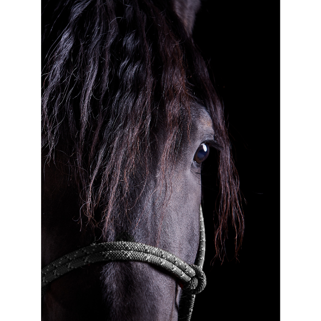 Close up photograph of a black horse against a black backdrop