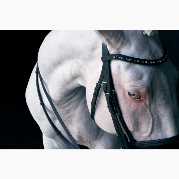 Close up of a white horse against a black background