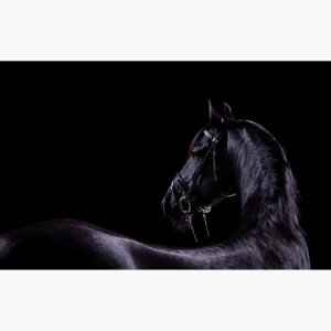 Photograph of a black horse against a black background