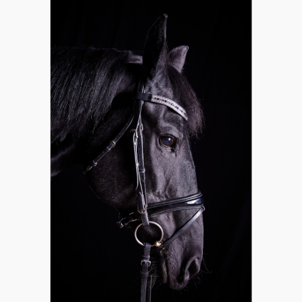 Profile of a black horse, photographed against a black background