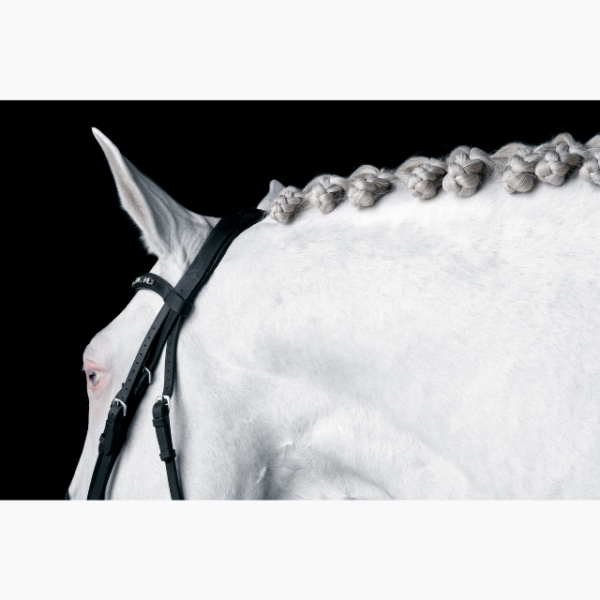 Photograph of a white horse against a black background