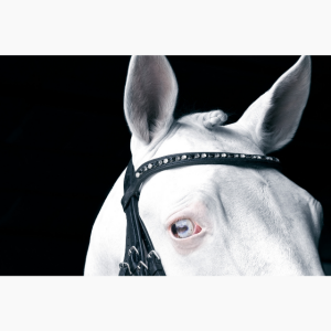 Portrait of a white horse, photographed against a black background