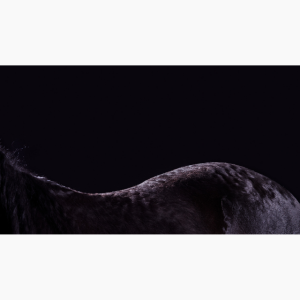 Photograph of the curve of the back of a horse