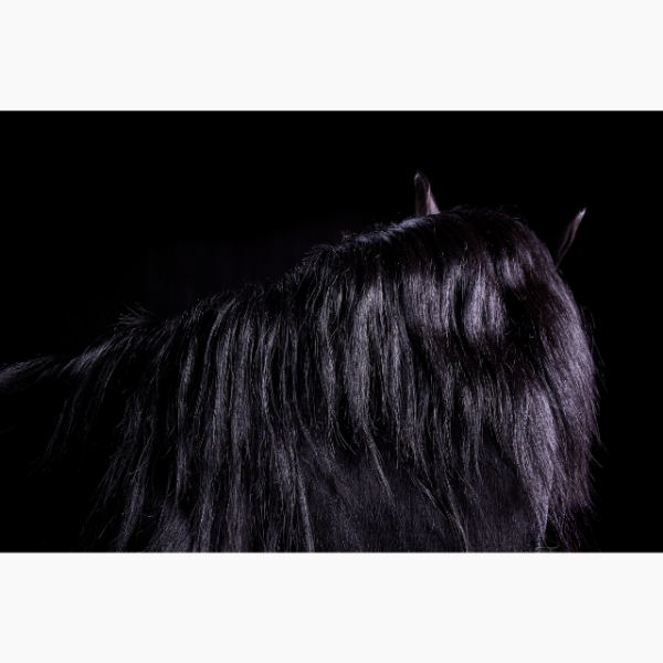 Close-up of a black horse's neck and hair, photographed against a black backdrop