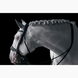 Photograph of a white horse against a black background