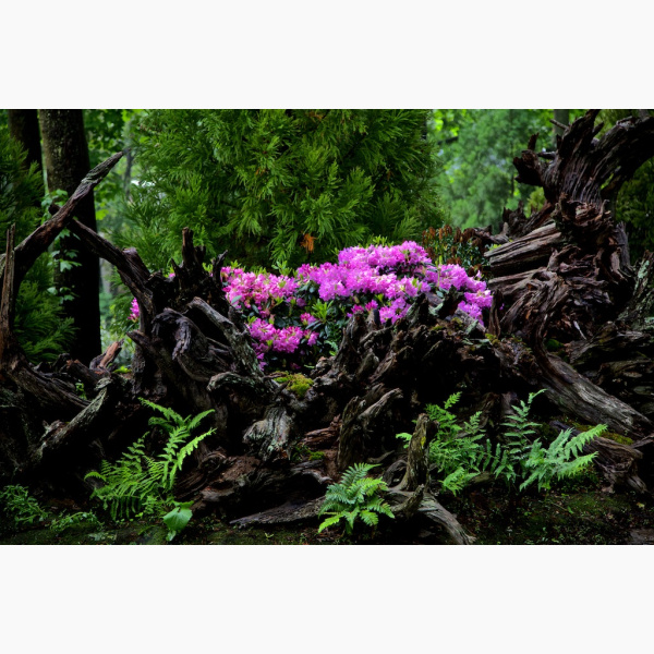 Bush of pink flowers in a forest