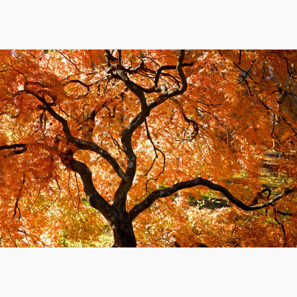Tree in the fall with flamboyant orange leaves