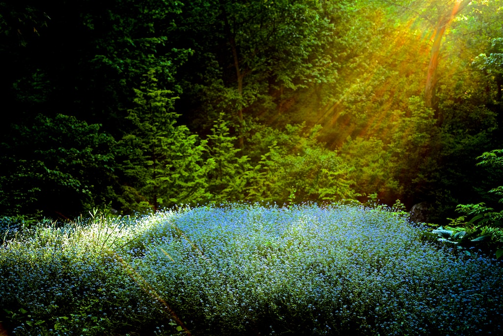 Limited edition print of a field of flowers hit by a ray of sunlight