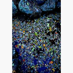 Pond covered with fallen flower petals (vertical format)