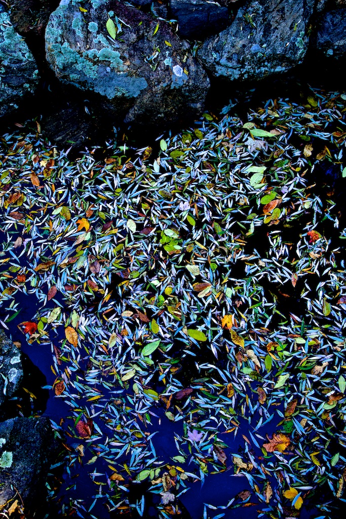 Pond covered with fallen flower petals (vertical format)