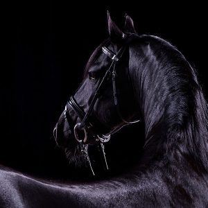 Close up of the profile of a black horse photographed against a black background