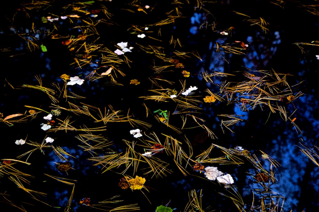 Pond covered with fallen petals and leaves (horizontal format)