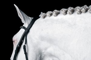 Portrait of a white horse against a black background