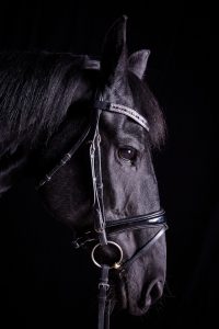 Profile of a black horse against a black background
